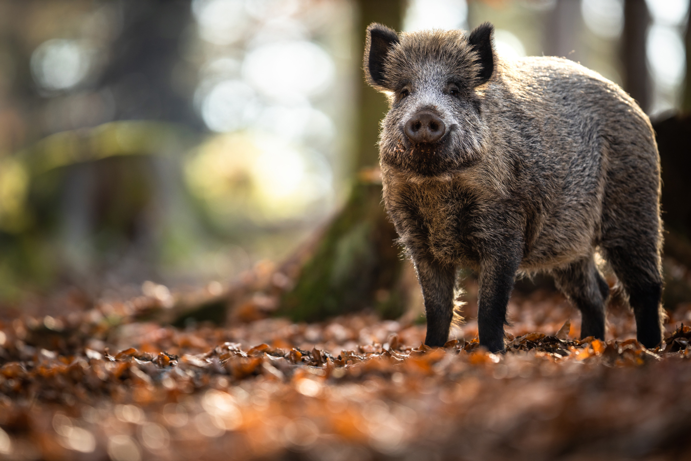 afbeelding van een wild zwijn in het bos.