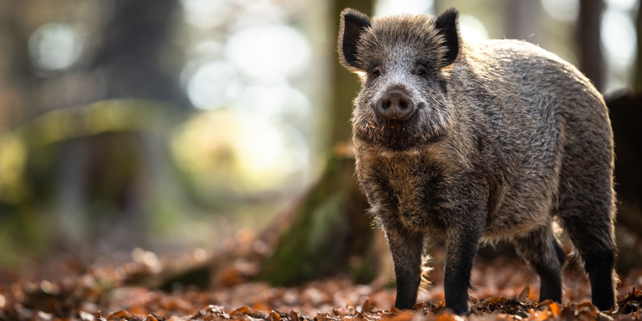 afbeelding van een wild zwijn in het bos.