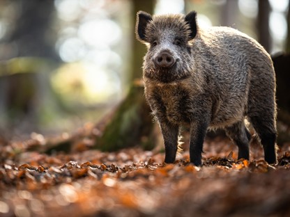 afbeelding van een wild zwijn in het bos.