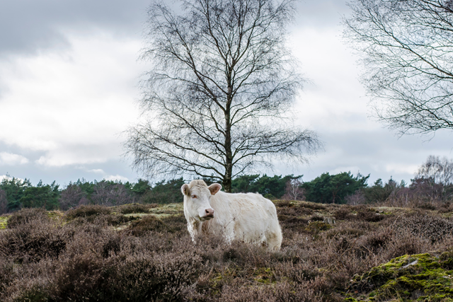 NS Wandeling De Vuursche Station Baarn Van Dassenburchten Naar Pannenkoeken