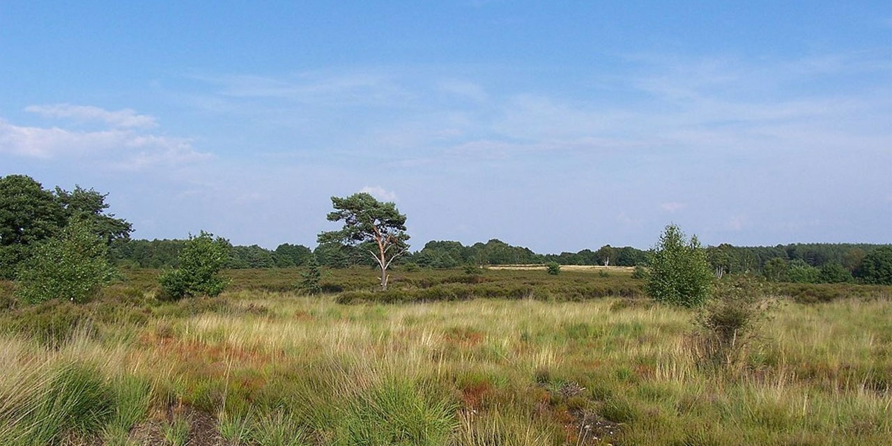 Typisch landschap in De Kempen (Foto: Wikipedia.org)