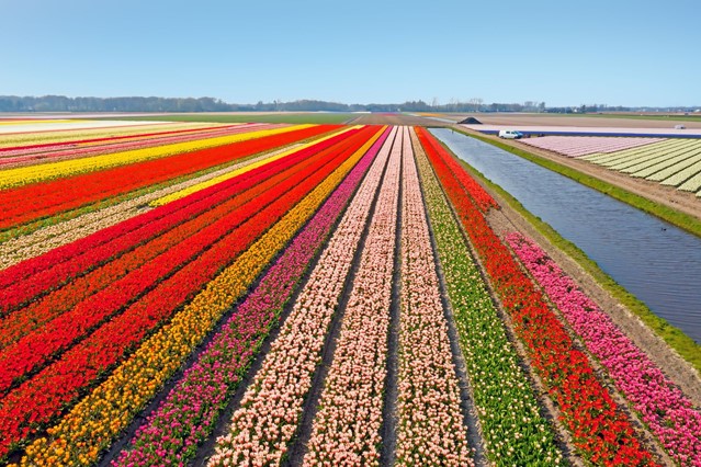 Proef de lente tijdens deze 8 gezellige wandelevenementen; bollenvelden Lisse