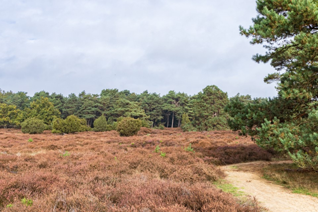 Wandelen Drenthe 5X De Mooiste Wandelroutes Drouwenerzand