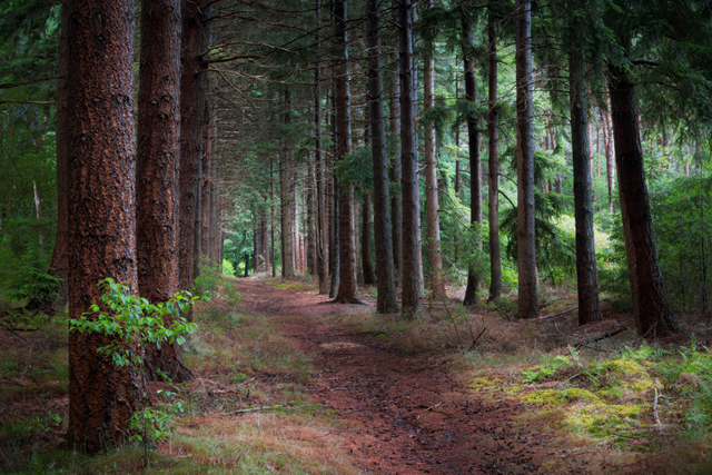 Wandelvakanties In Nederland 4 Tips Wandelvakantie Op De Utrechtse Heuvelrug