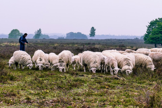 Wandelroutes Op De Veluwe 5 Tips Planken Wambuis
