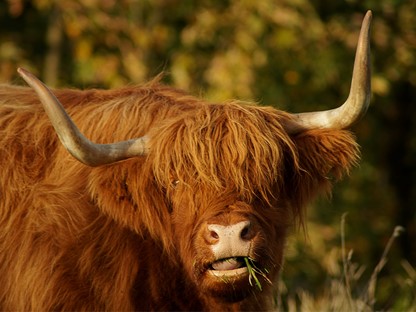 grote grazers hooglander