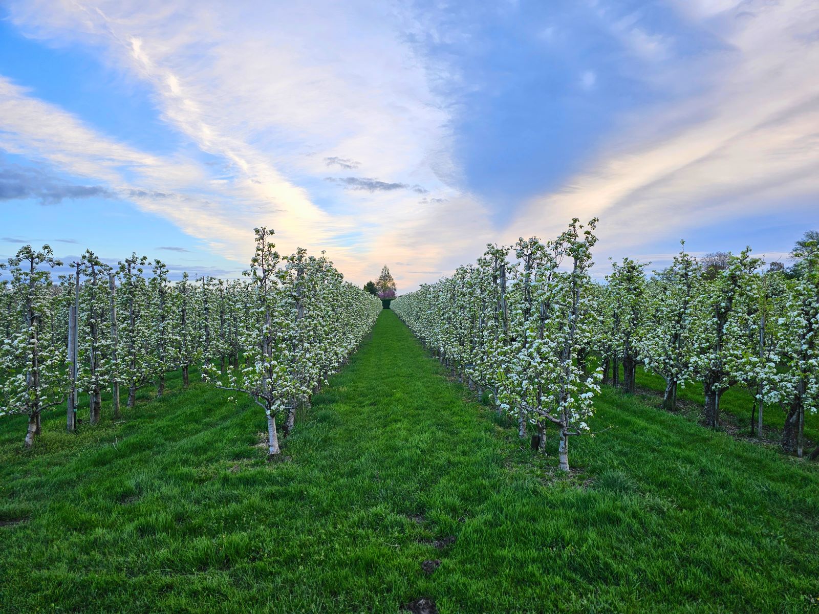 Wandelroute Door De Betuwe De Bloesemroute: Fruitgaarden boomgaarden