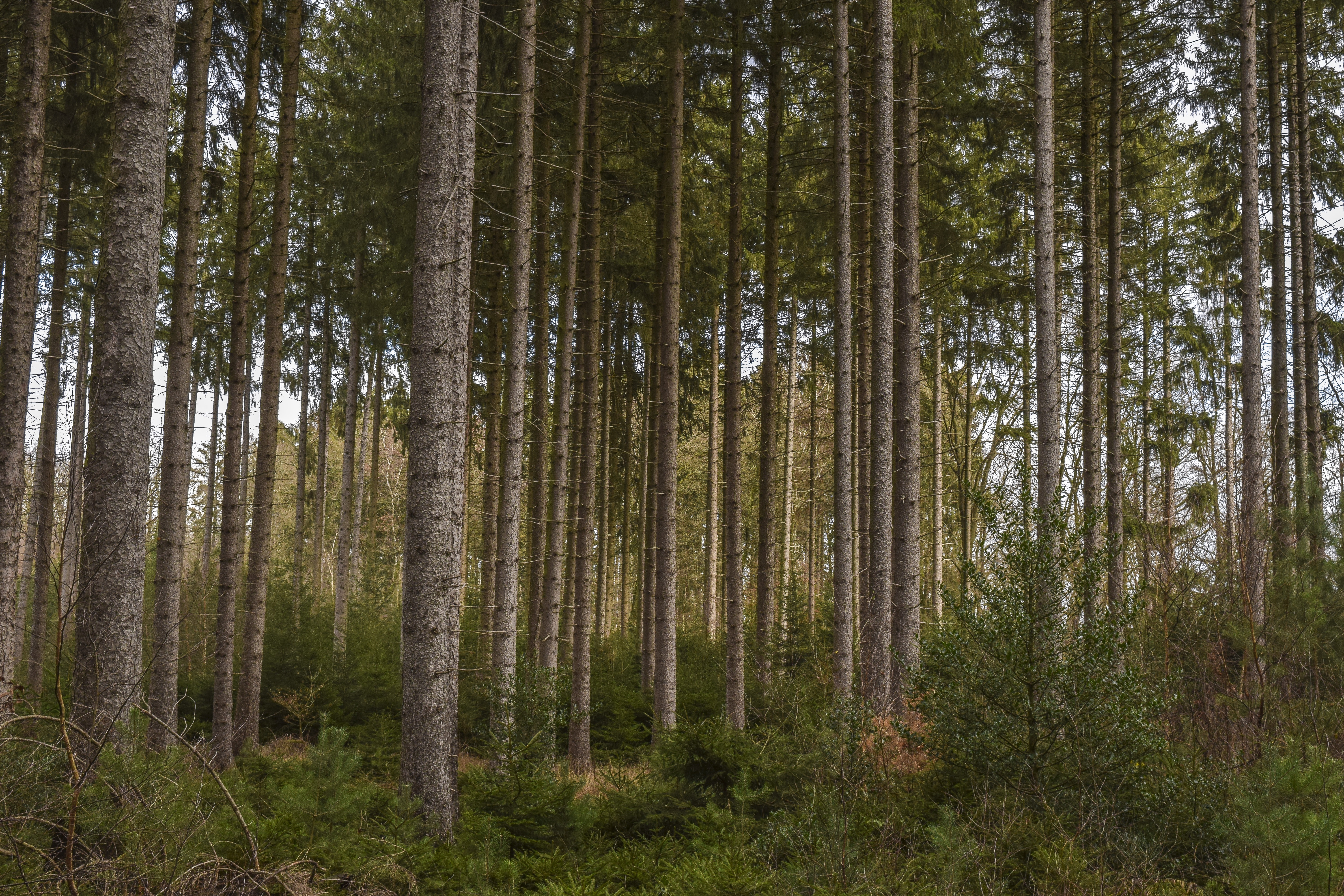 Hanne's Wandelwereld: naaldbomen