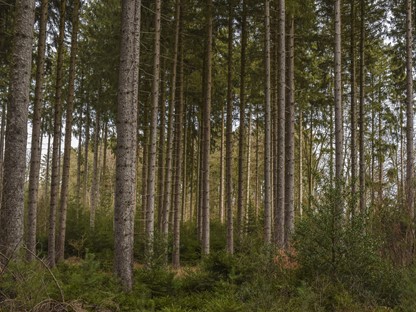 Hanne's Wandelwereld: naaldbomen