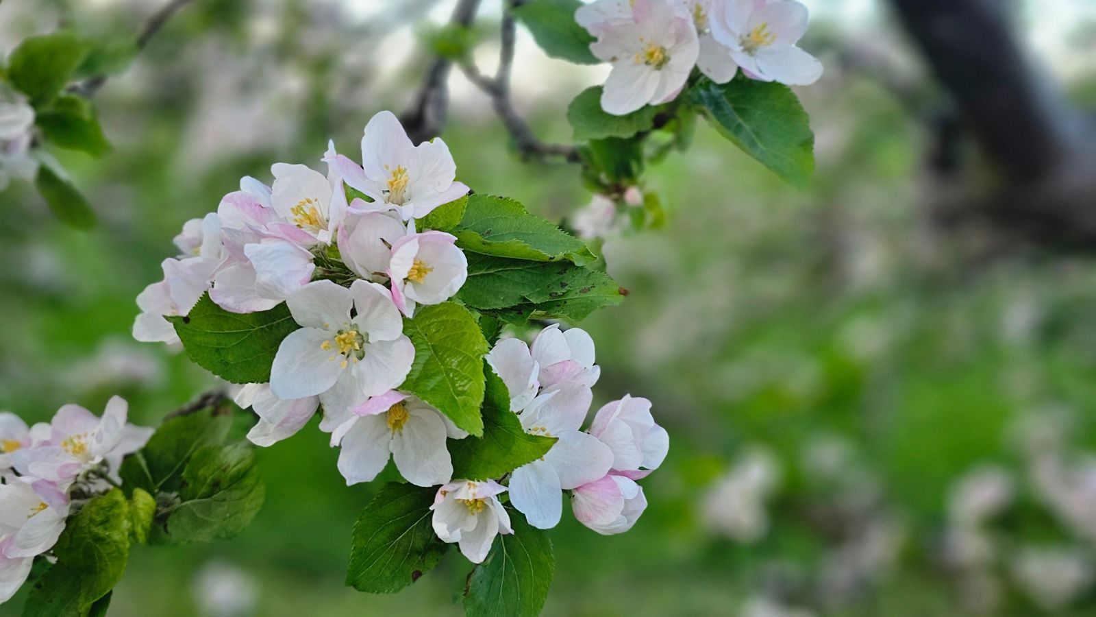 Wandelroute Door De Betuwe De Bloesemroute: Bloesem Geldermalsen