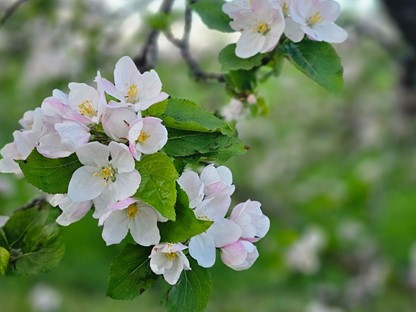 Wandelroute Door De Betuwe De Bloesemroute: Bloesem Geldermalsen