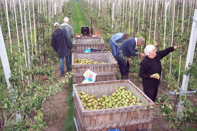 Appels Plukken Fruitbedrijf Schorre