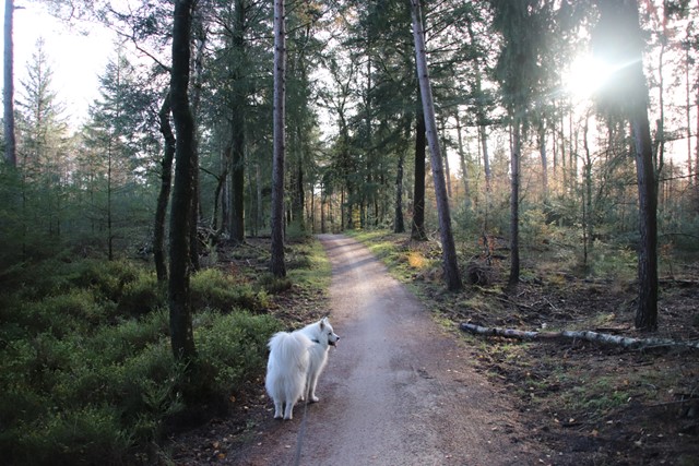 afbeelding van een witte hond in een zonnig bos.