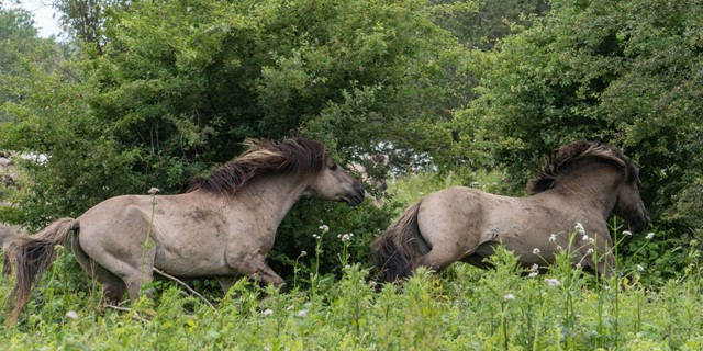 Wandelroutes Langs Nederlandse Kust 10 Tips Boswachterspad Zeeland Meeuwenduinen