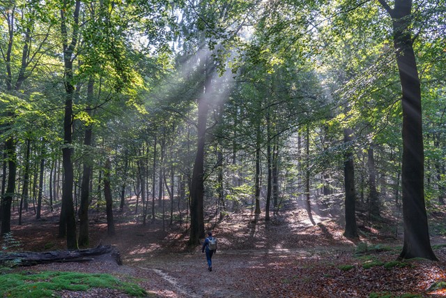 afbeelding van een man in het bos.