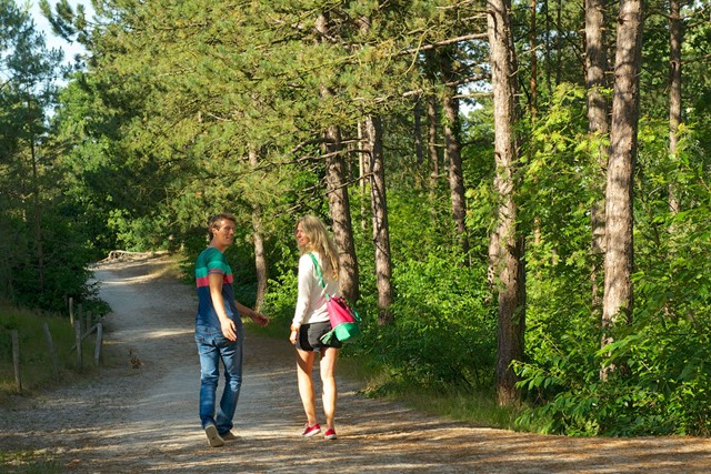 Schoorlse Duinen