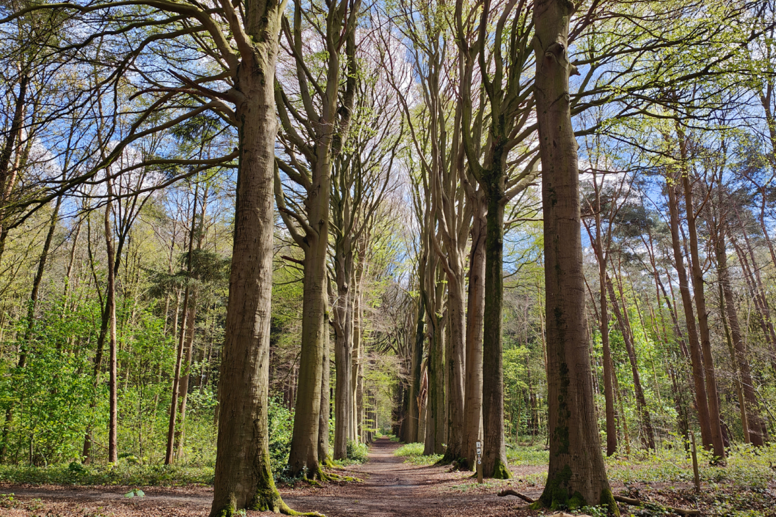 Wandelroute België Brugse Ommeland: Chartreuzinnenbos route