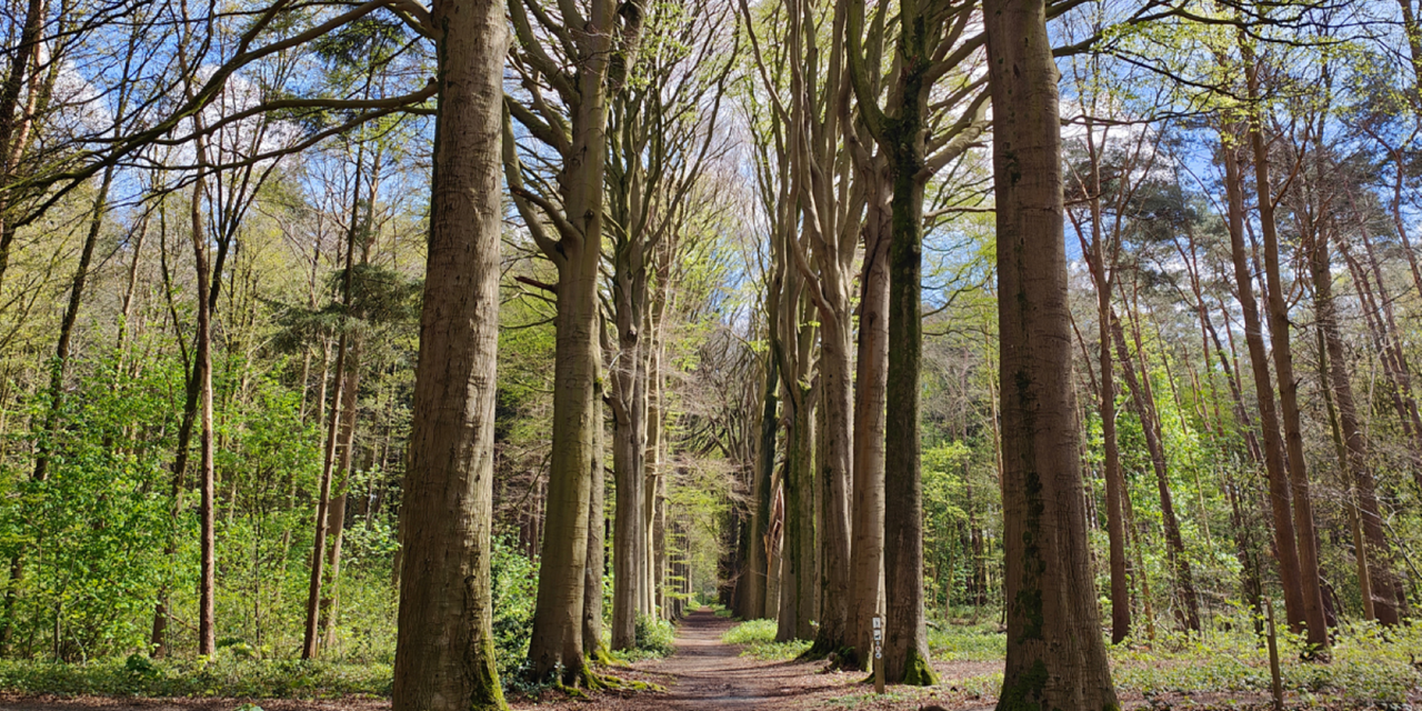 Wandelroute België Brugse Ommeland: Chartreuzinnenbos route
