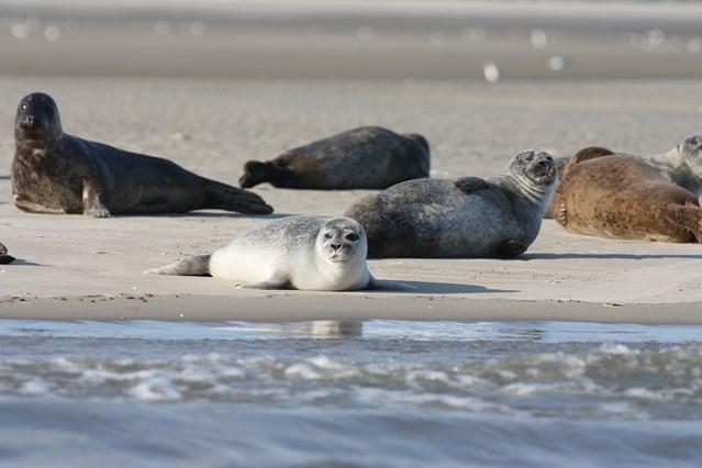 Zeehonden 