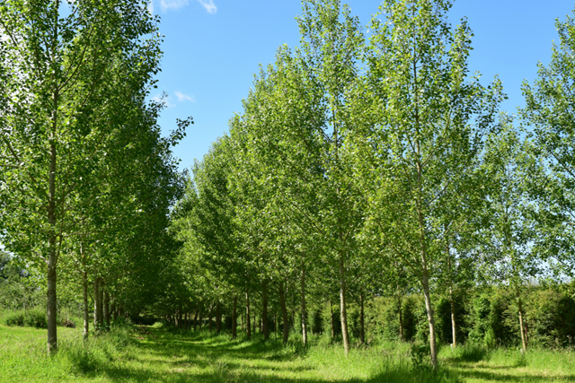 Wandelroute Knarbos Flevoland Knarpad Populieren