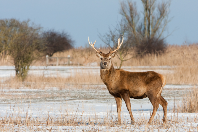Wandelroutes In Flevoland 10 Tips Oostvaardersplassen