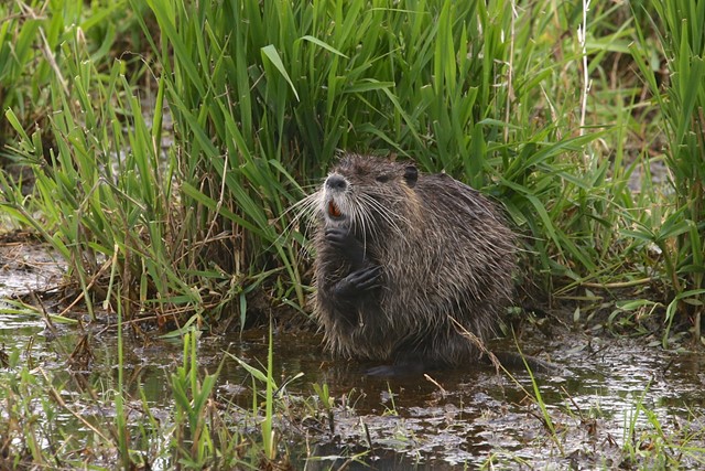 afbeelding van een bever aan de waterkant.