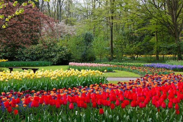 Bollenvelden in de Keukenhof