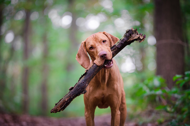De Mooiste Losloopgebieden Voor Je Hond En Voor Jou Loonse En Drunense Duinen, Noord Brabant
