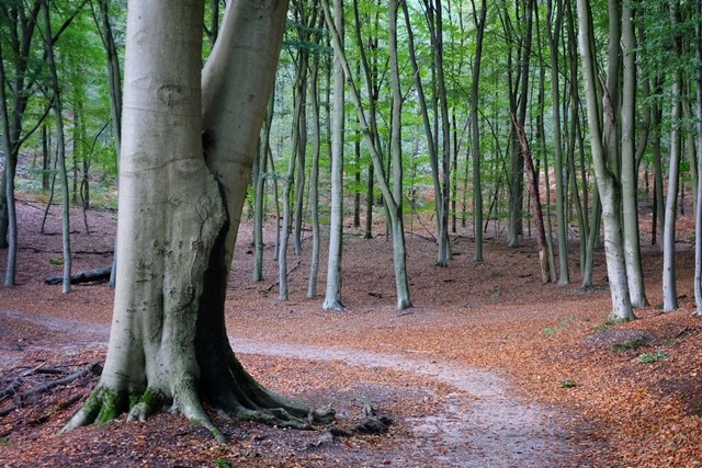 Review Xsensible Oulu Women wandelschoenen in het bos