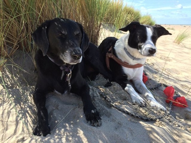 2 honden op het strand
