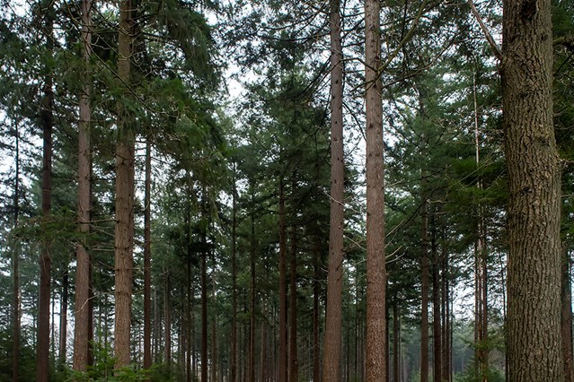 afbeelding van bomen.