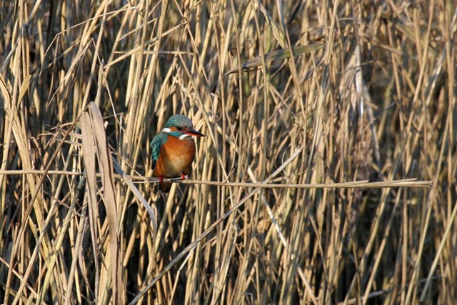 afbeelding van een ijsvogel in het riet.