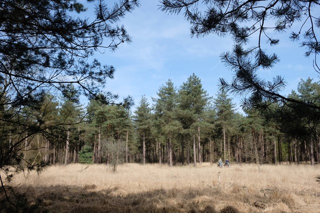 heide en bomen met een blauwe lucht, met twee fietsers