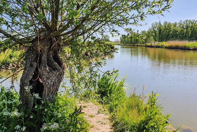 afbeelding van een wilgenboom aan het water.