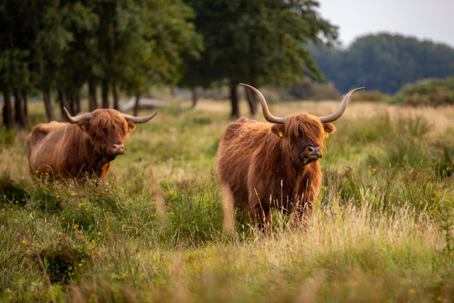 Wandelroute Spanderswoud Zanderij Crailoo Wilde Grazers