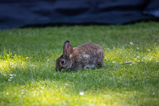 afbeelding van een konijntje in het gras.