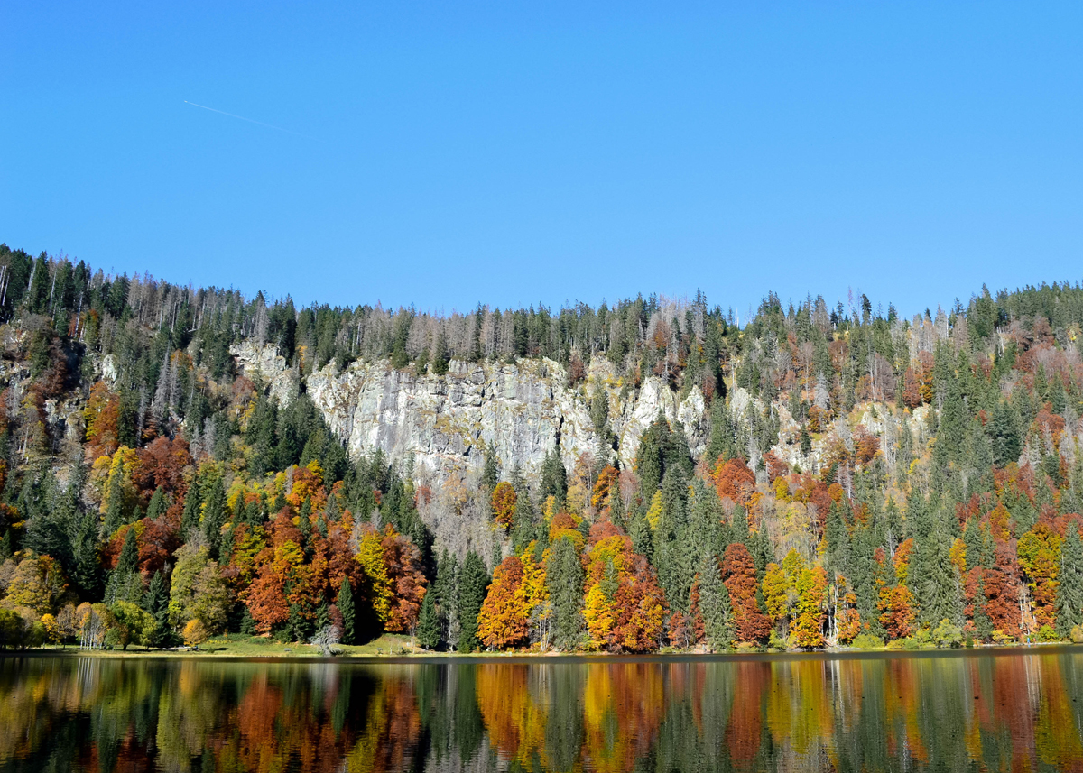 afbeelding van het bos in het Zwarte Woud.