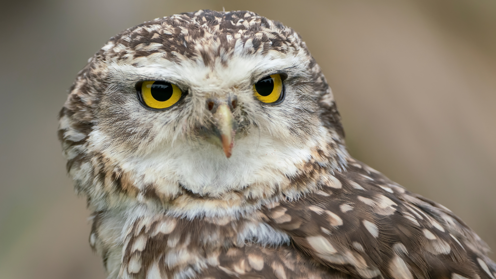 Links En Rechts Van De Peelrandbreuk Etappe 3 Van Roggel Naar Meijel