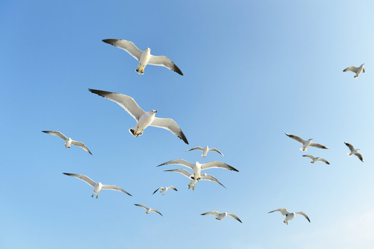 Boswachterspad Kempen Cartierheide Boswachterspad Kempen