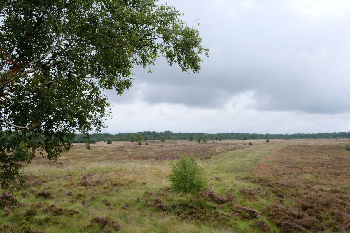 afbeelding van de vennen in het Zwillbrocker Venn, Duitsland.