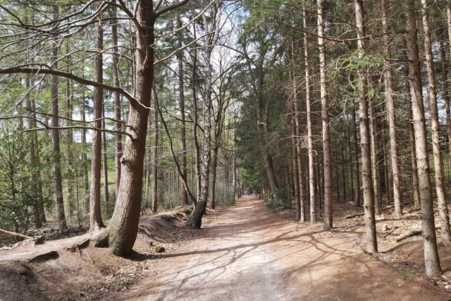 Wandelroute Kaapse Bossen Uitzichttoren Helenaheuvel