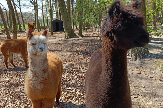Wereldtijdpad Etappe 9 Holterberg Kinderboerderij Donderman