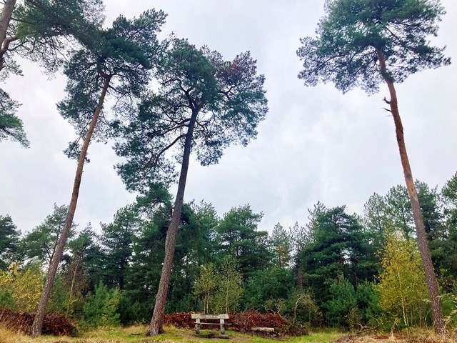 Chaamse bossen en Ossengoor