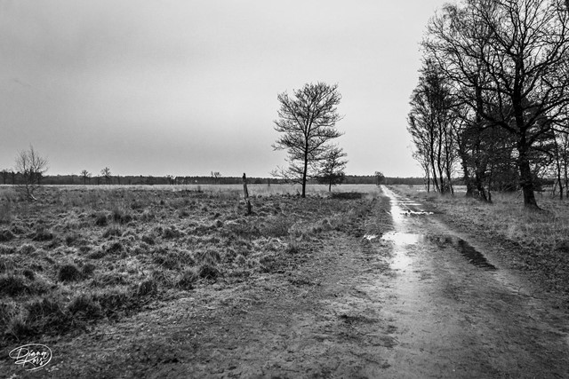 Graslandschap