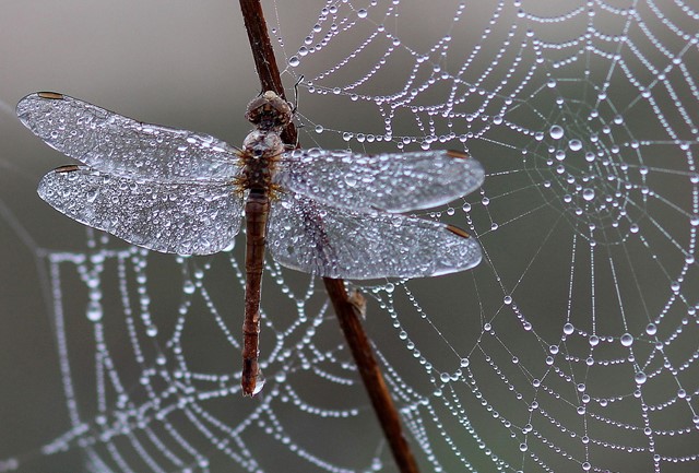 Libelle bij zoet water tijdens een wandeling in de natuur