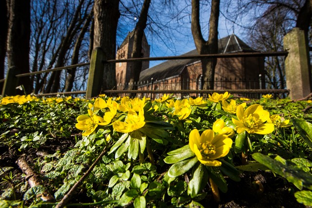afbeelding van winterakoniet, gele bloemen bij een kasteel.
