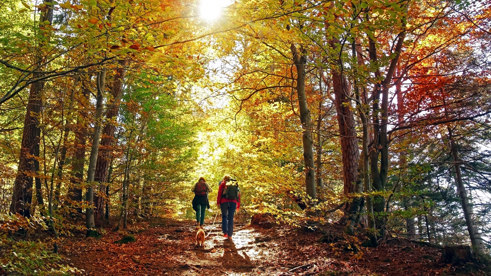 Wandelen Met Een Wandel App Of GPX Tips