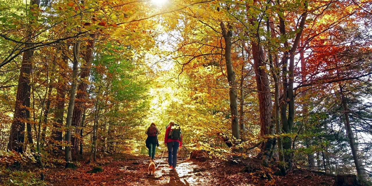 Wandelen Met Een Wandel App Of GPX Tips