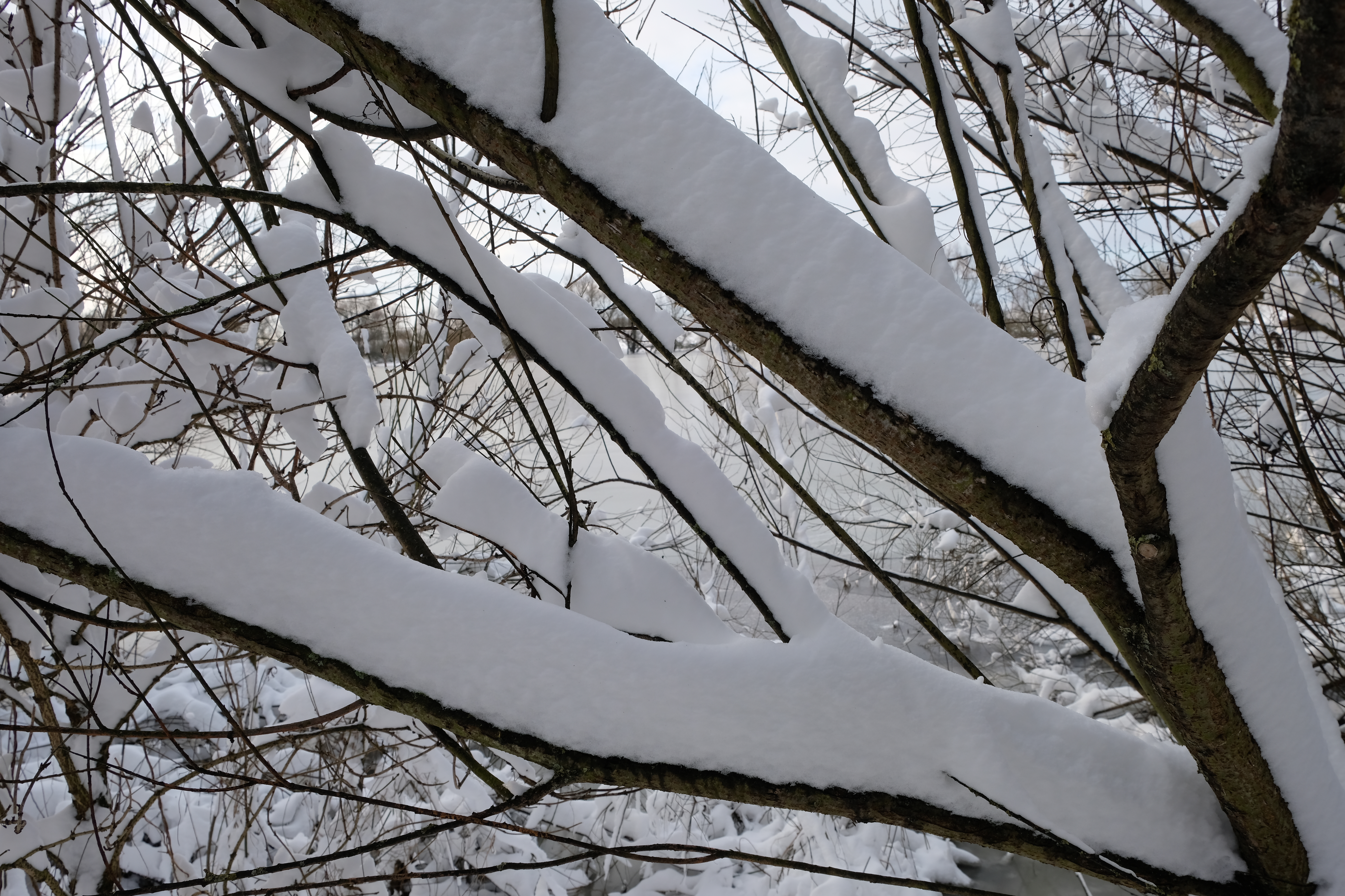 afbeelding van sneeuw op de takken.