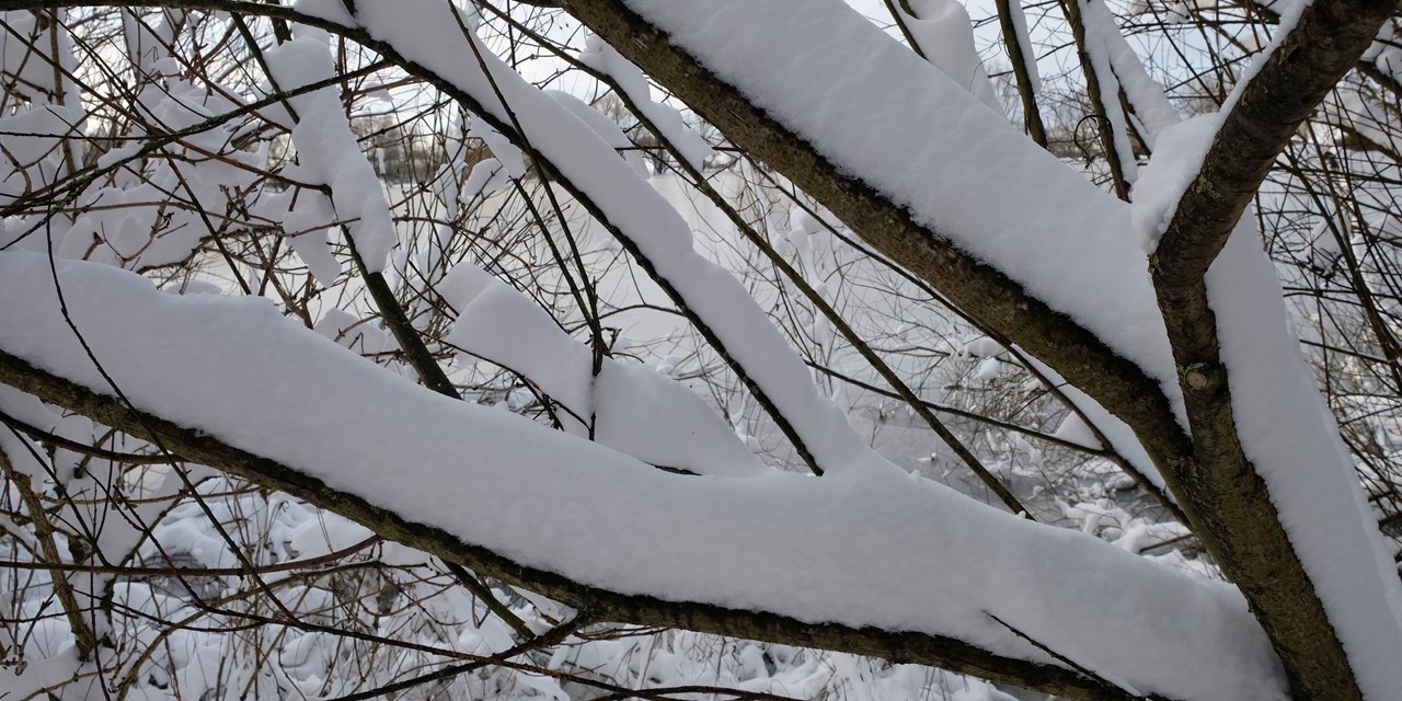 afbeelding van sneeuw op de takken.